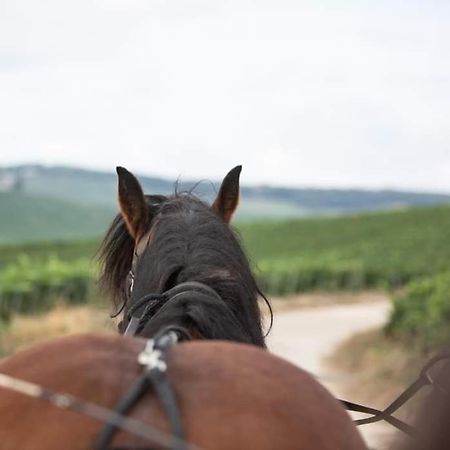 Gite "Le Millesime" Épernay Buitenkant foto